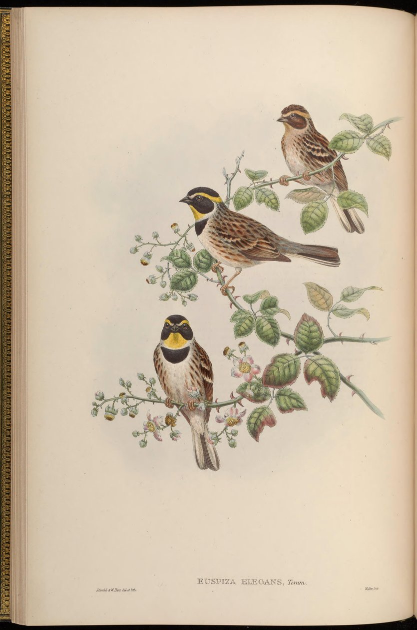 Euspiza elegans = Emberiza elegans tekijältä John Gould