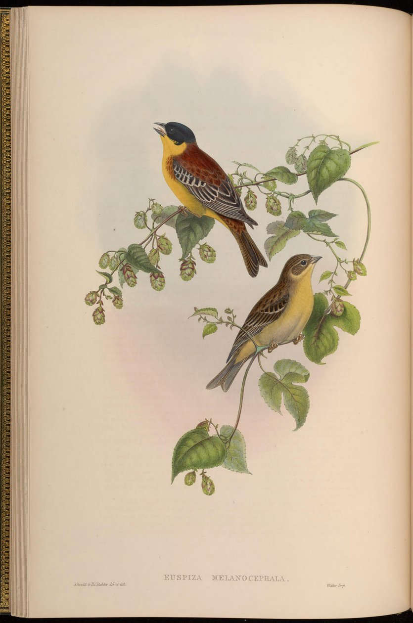 Euspiza melanocephala = Emberiza melanocephala tekijältä John Gould
