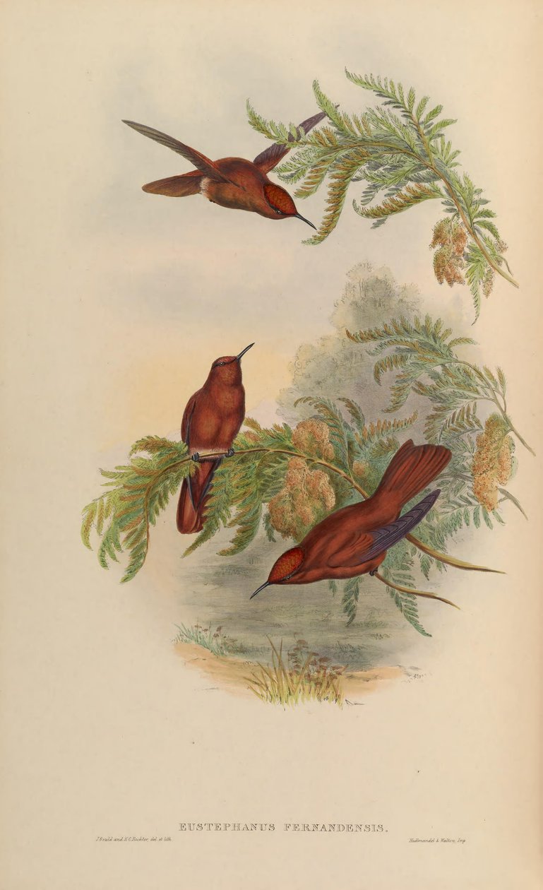Eustephanus fernandensis = Sephanoides fernandensis tekijältä John Gould