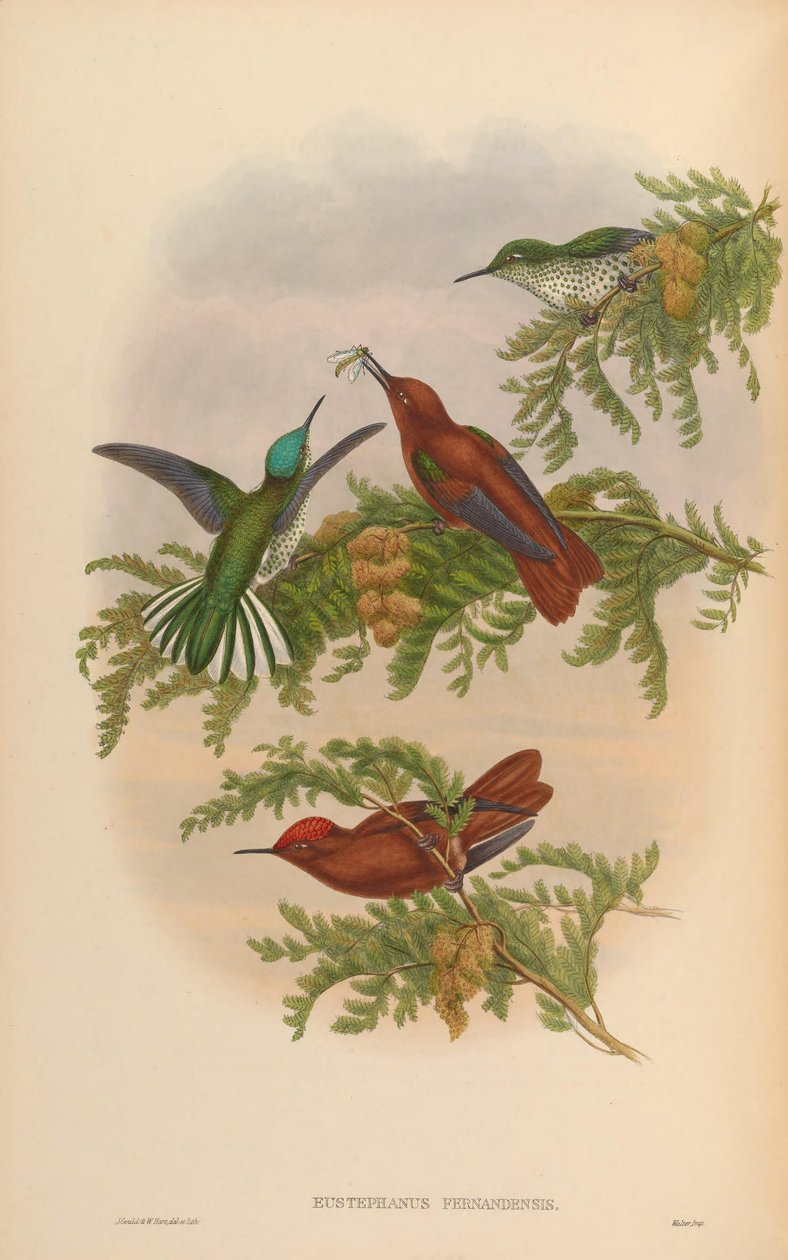 Eustephanus fernandensis = Sephanoides fernandensis fernandensis tekijältä John Gould