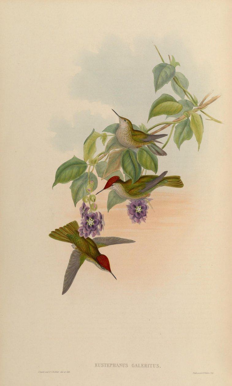 Eustephanus galeritus = Sephanoides sephaniodes tekijältä John Gould