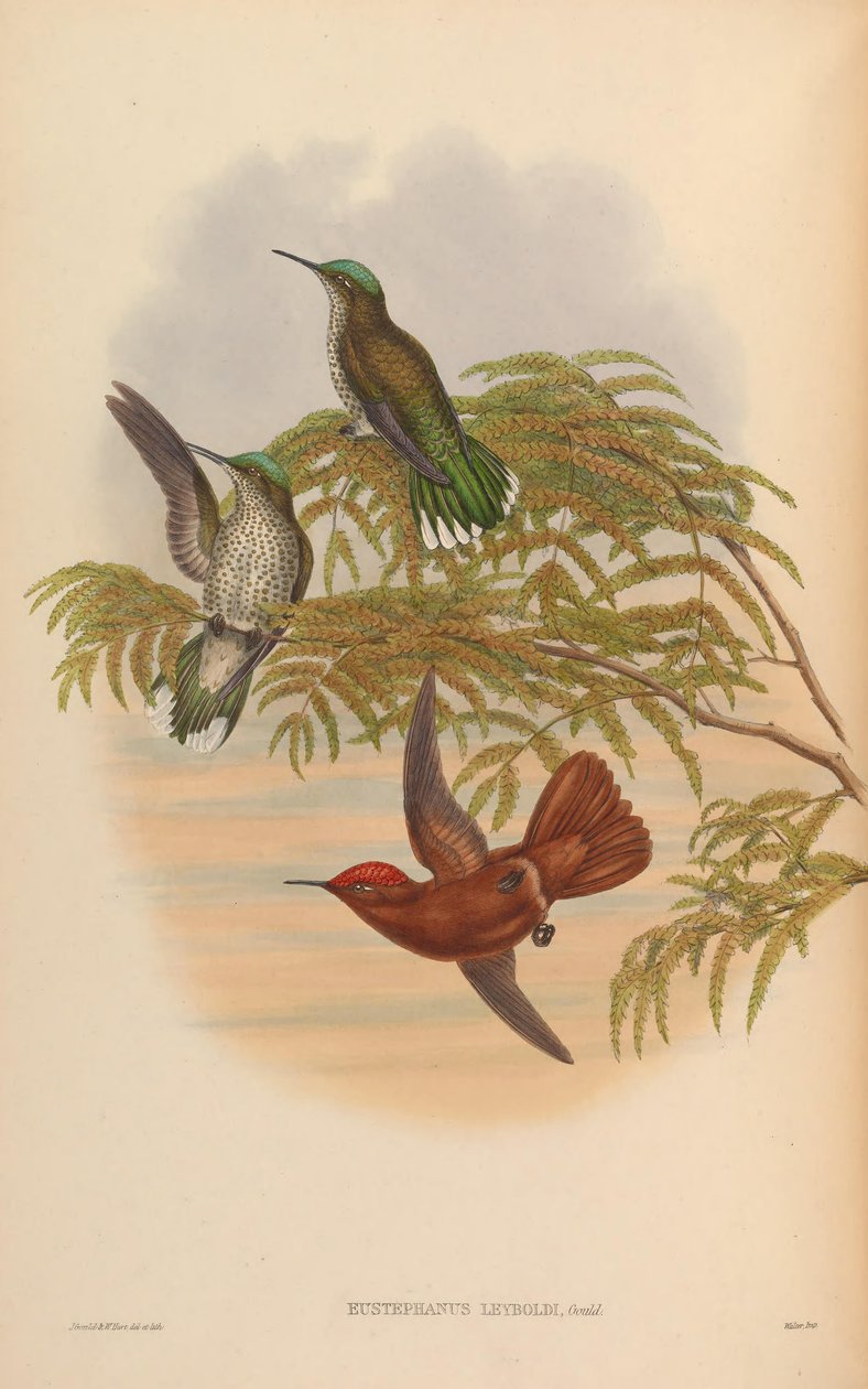 Eustephanus leyboldi = Sephanoides fernandensis leyboldi tekijältä John Gould