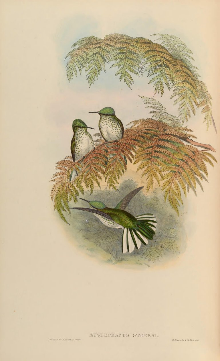 Eustephanus stokesi = Sephanoides sephaniodes tekijältä John Gould