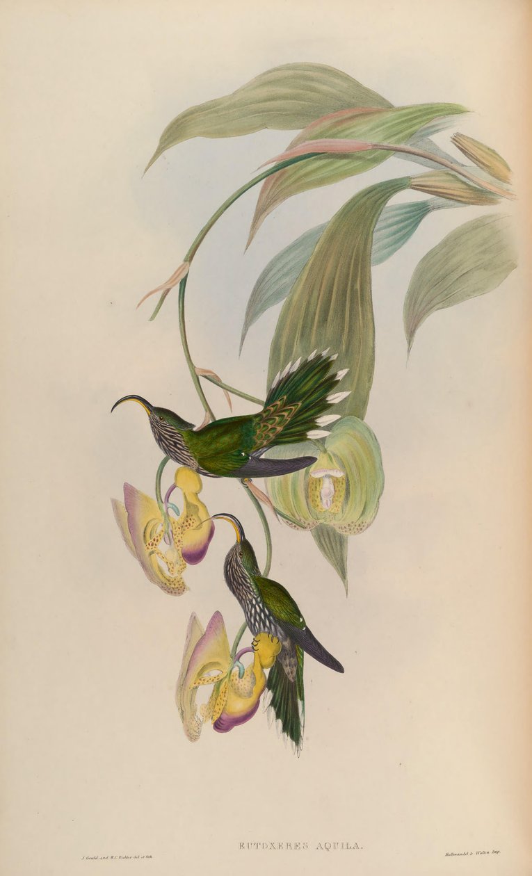 Eutoxeres aquila tekijältä John Gould