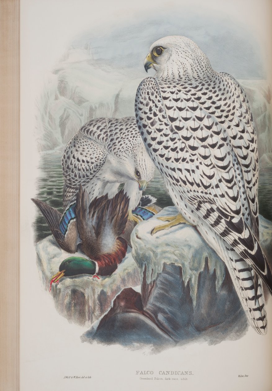 Falco Candicans, John Gouldin The Birds of Great Britain -levy, julkaistu 1862-73 (käsinvärinen lito) tekijältä John Gould