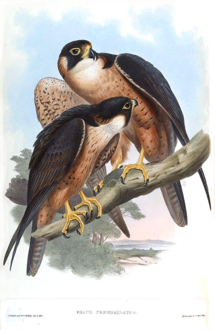 Falco peregrinator = Falco peregrinus tekijältä John Gould