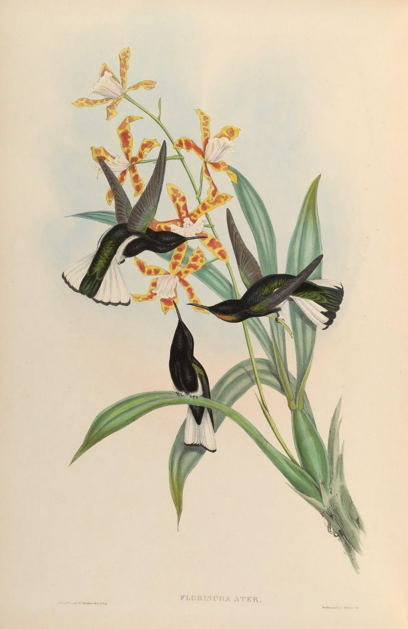 Florisuga atra = Florisuga fusca tekijältä John Gould