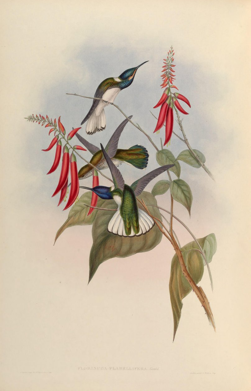 Florisuga flabellifera = Florisuga mellivora flabellifera tekijältä John Gould