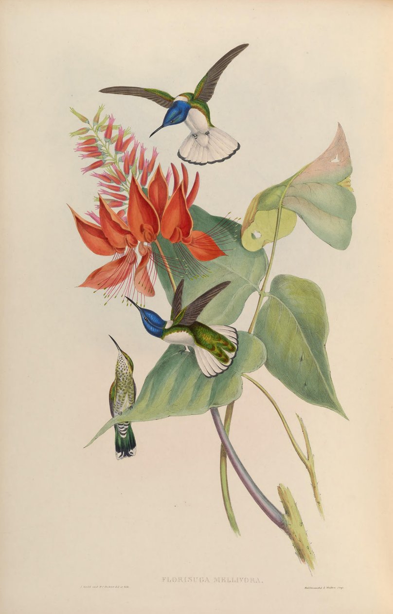 Florisuga mellivora tekijältä John Gould