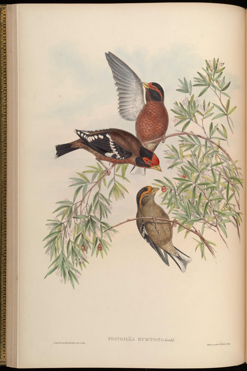 Fringilla burtoni = Callacanthis burtoni tekijältä John Gould
