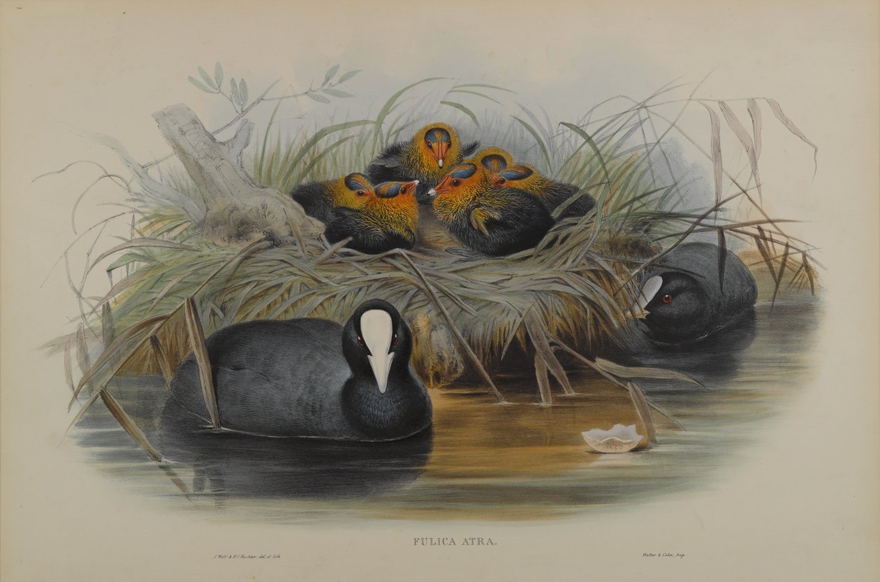 Fulica Atra tekijältä John Gould
