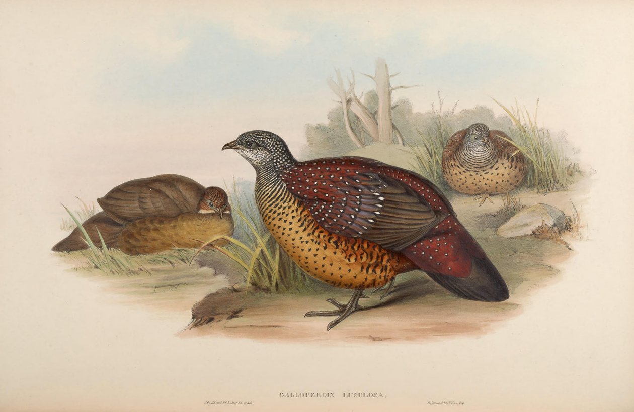 Galloperdix lunulata tekijältä John Gould