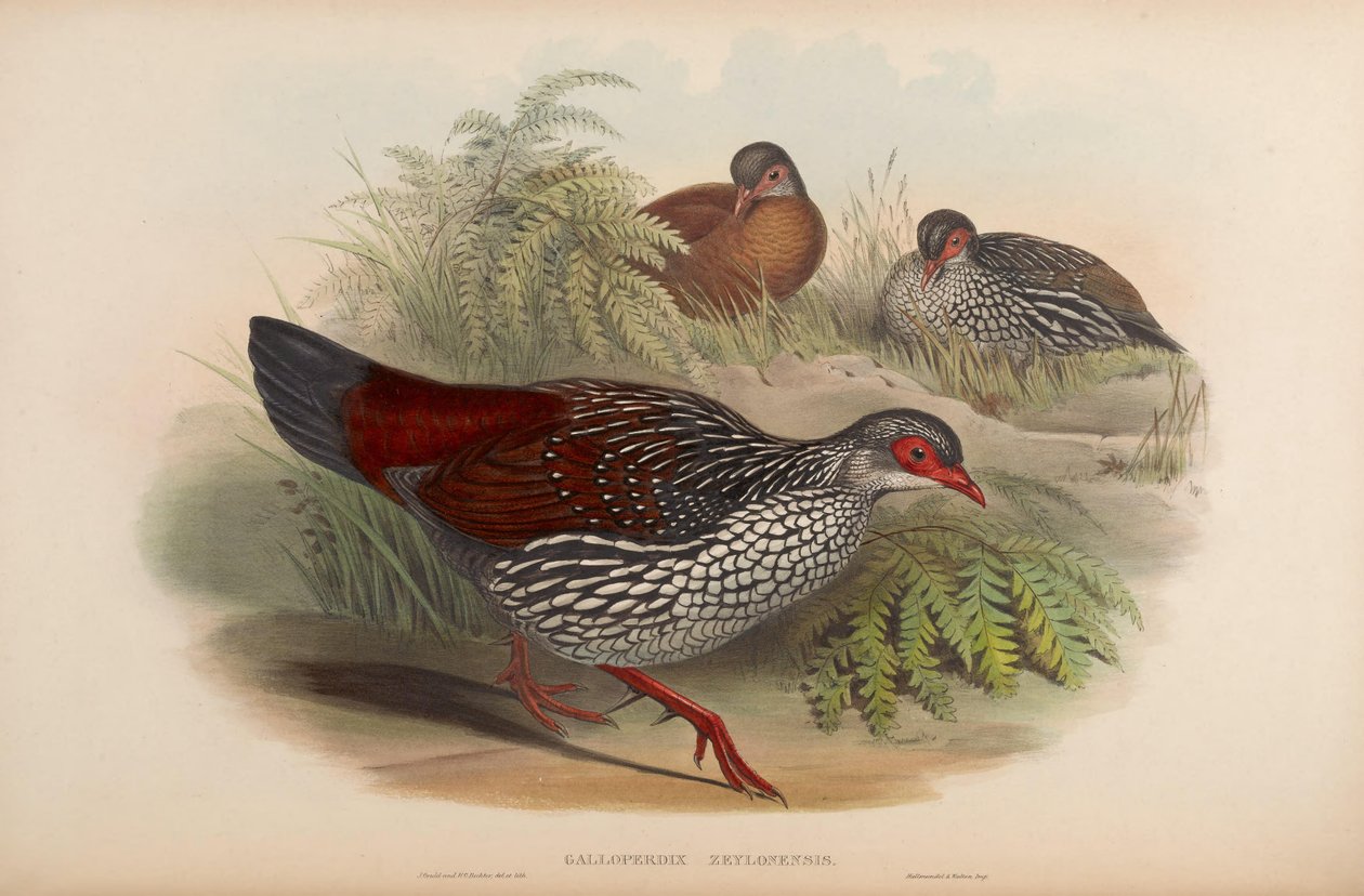 Galloperdix zeylonensis = Galloperdix bicalcarata tekijältä John Gould