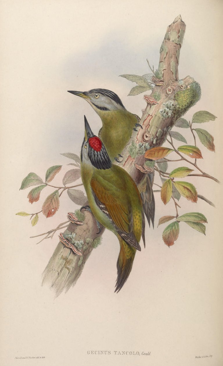 Gecinus tancolo = Picus canus tancolo tekijältä John Gould