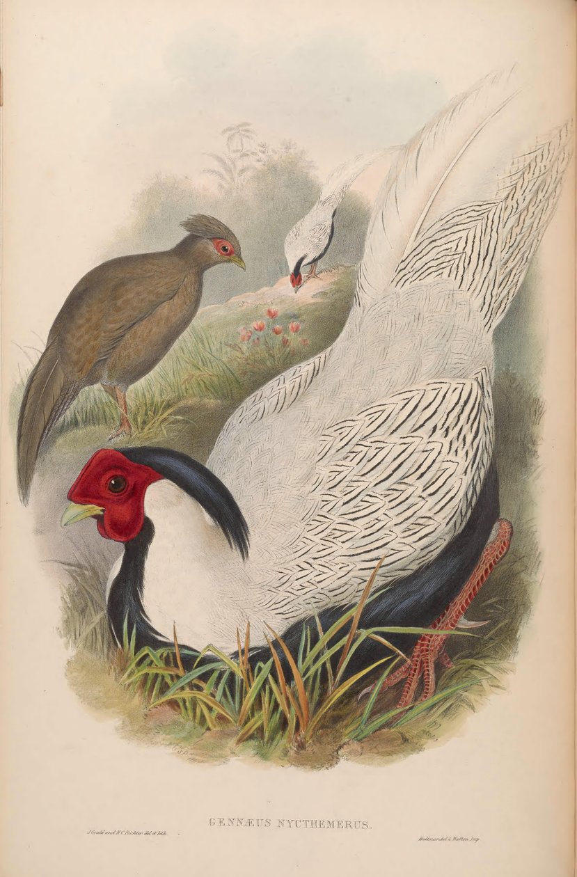 Gennaeus nycthemerus = Lophura nycthemera tekijältä John Gould