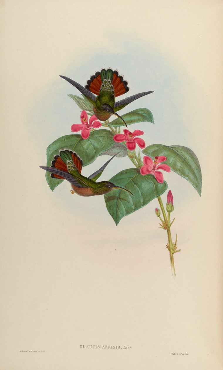 Glaucis affinis = Glaucis hirsutus hirsutus tekijältä John Gould