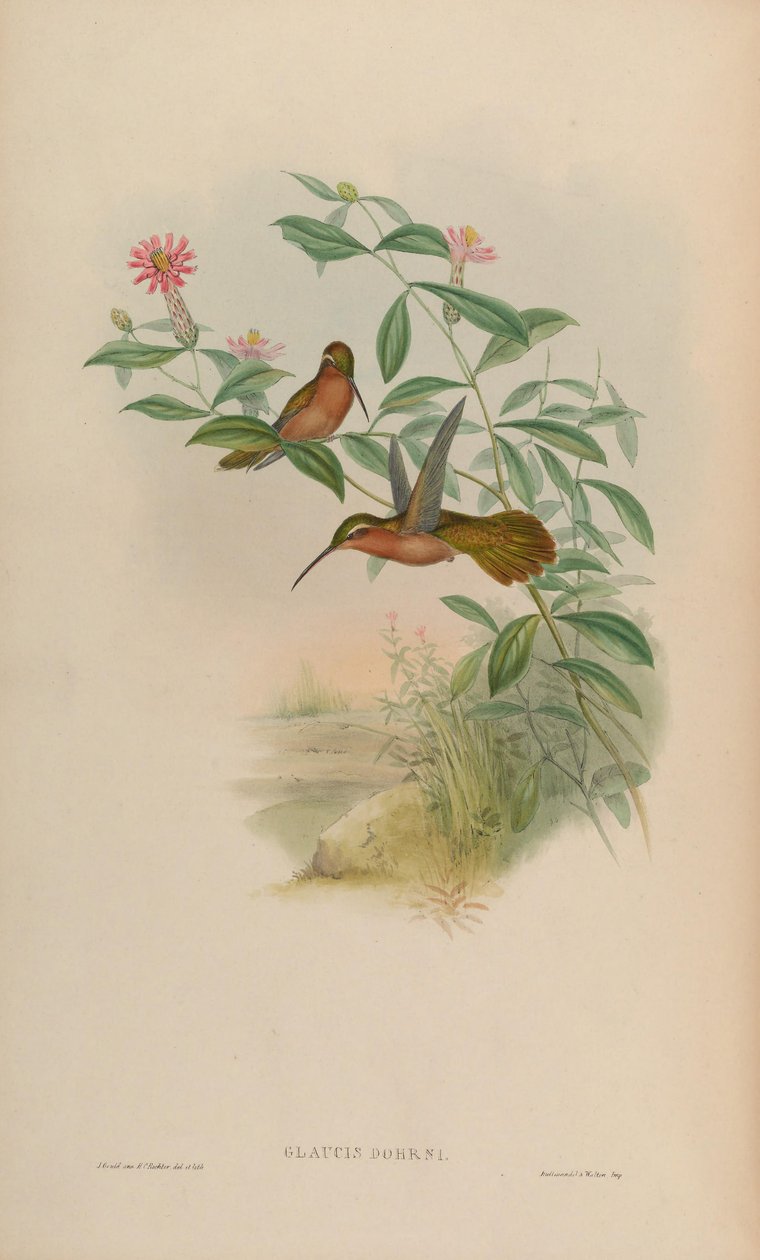 Glaucis dohrni = Glaucis dohrnii tekijältä John Gould