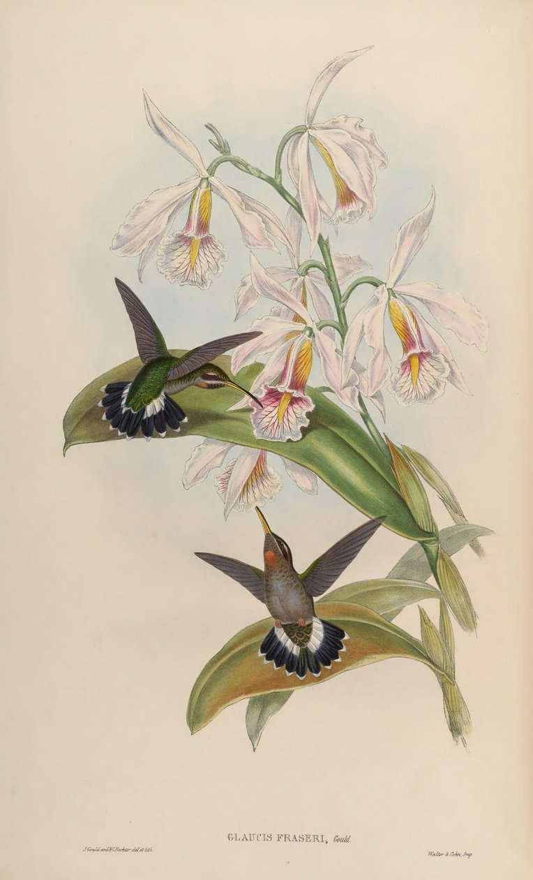 Glaucis fraseri = Threnetes ruckeri ruckeri tekijältä John Gould