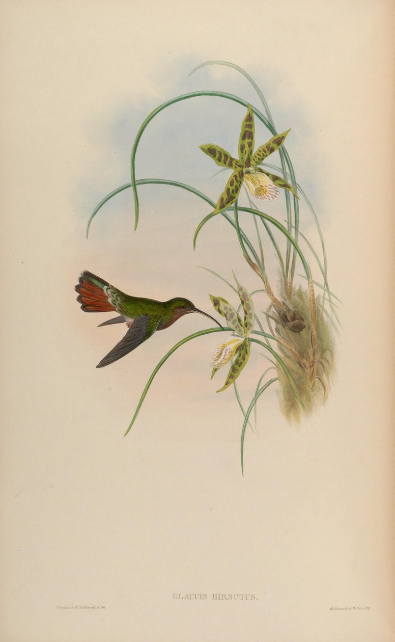 Glaucis hirsutus tekijältä John Gould