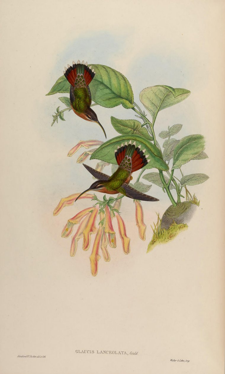 Glaucis lanceolata tekijältä John Gould