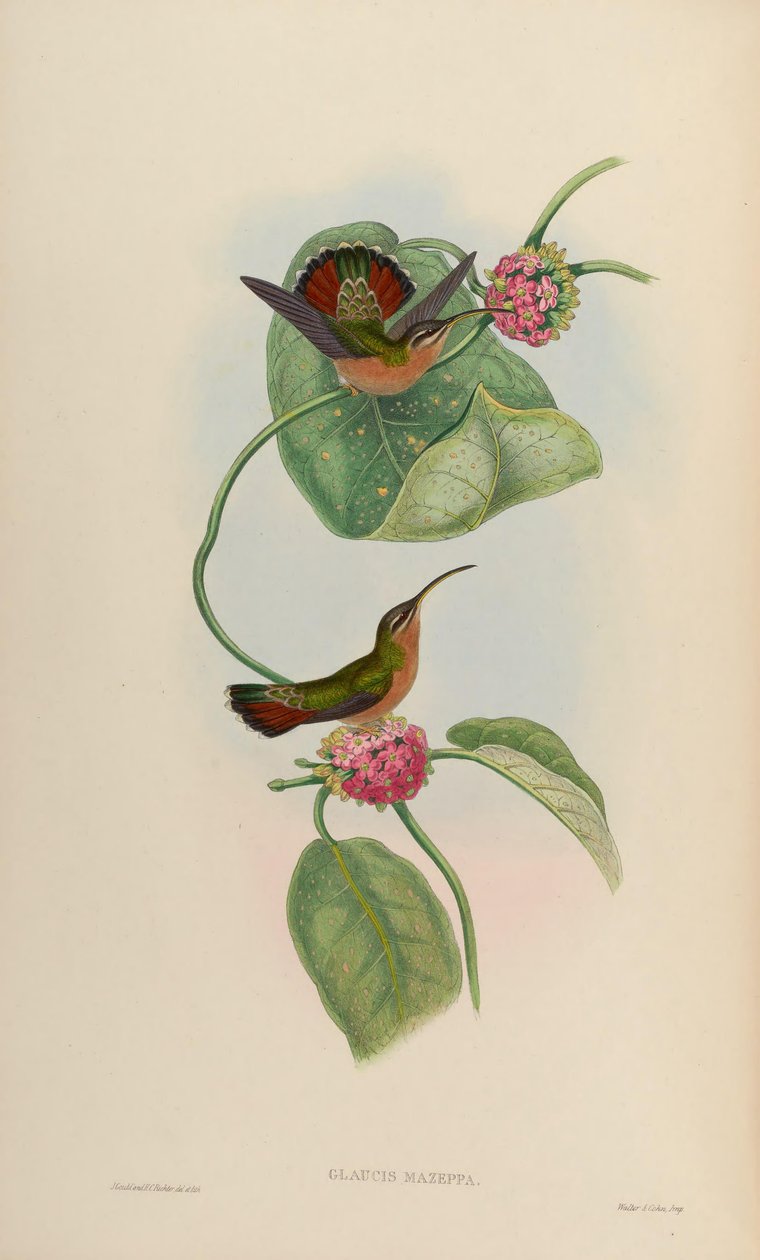 Glaucis mazeppa = Glaucis hirsutus hirsutus tekijältä John Gould