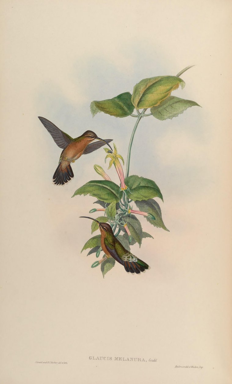Glaucis melanura = Glaucis hirsutus hirsutus tekijältä John Gould