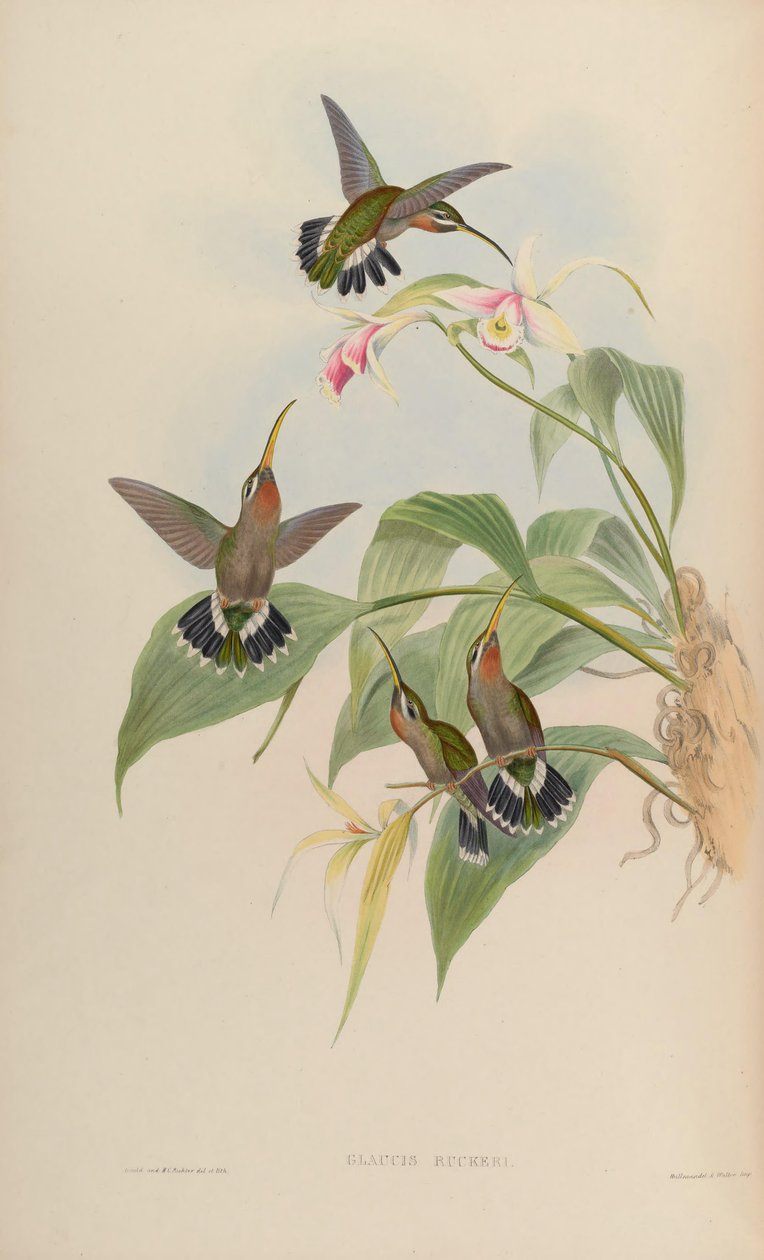 Glaucis ruckeri = Threnetes ruckeri ventosus tekijältä John Gould