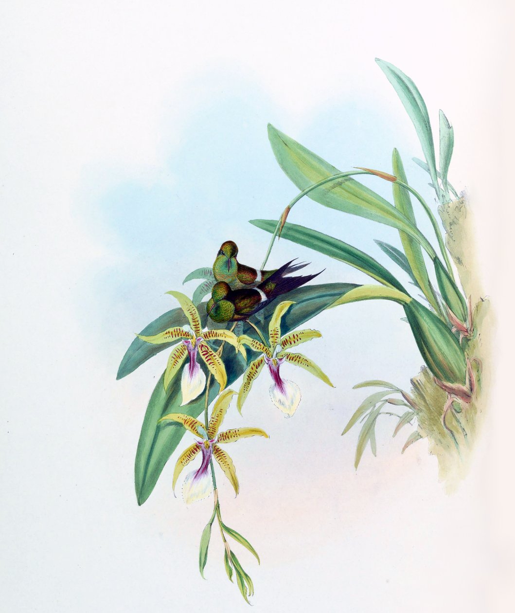 Gouldia laetitiae = Discosura letitiae ja Oncidium hastilabium tekijältä John Gould
