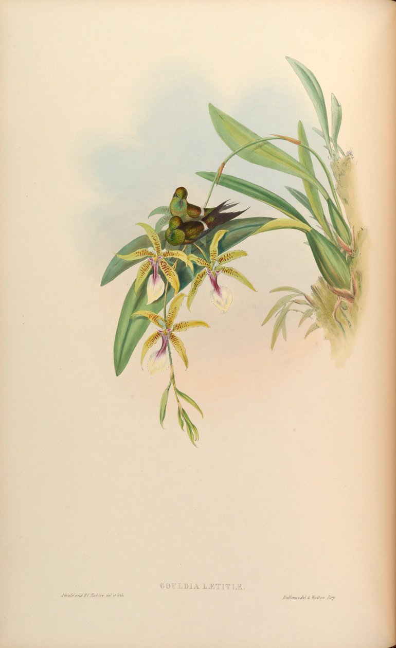 Gouldia laetitiae = Discosura letitiae ja Oncidium hastilabium tekijältä John Gould