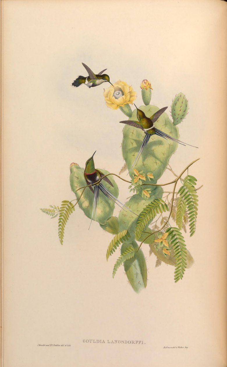 Gouldia langsdorffi = Discosura langsdorffi langsdorffi tekijältä John Gould