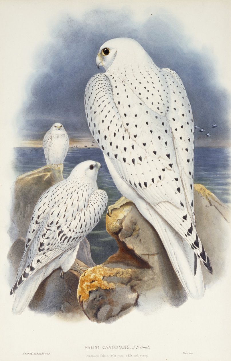 Grönlannin haukka, 1862-1873 tekijältä John Gould