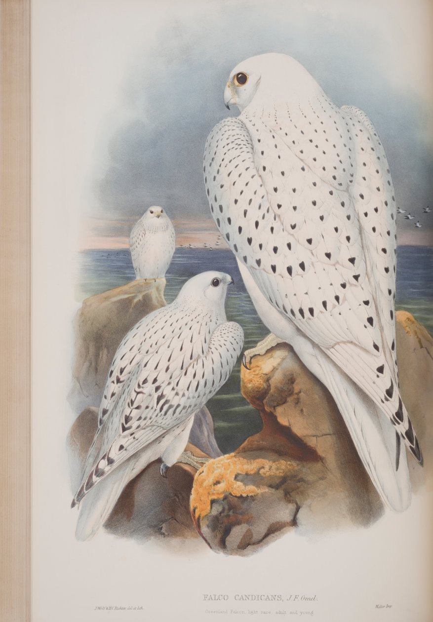 Greenland Falcon, John Gouldin The Birds of Great Britain -levy, julkaistu 1862-73 (käsinvärinen lito) tekijältä John Gould