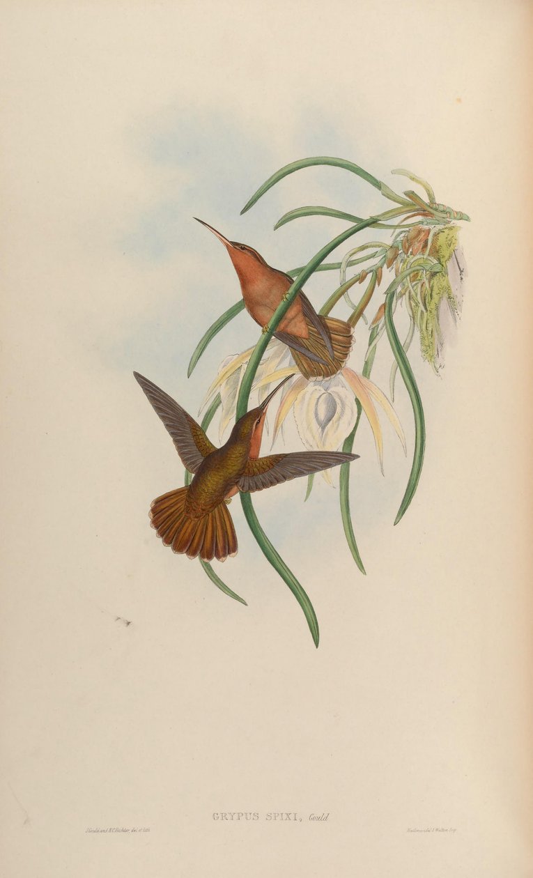 Grypus spixi tekijältä John Gould