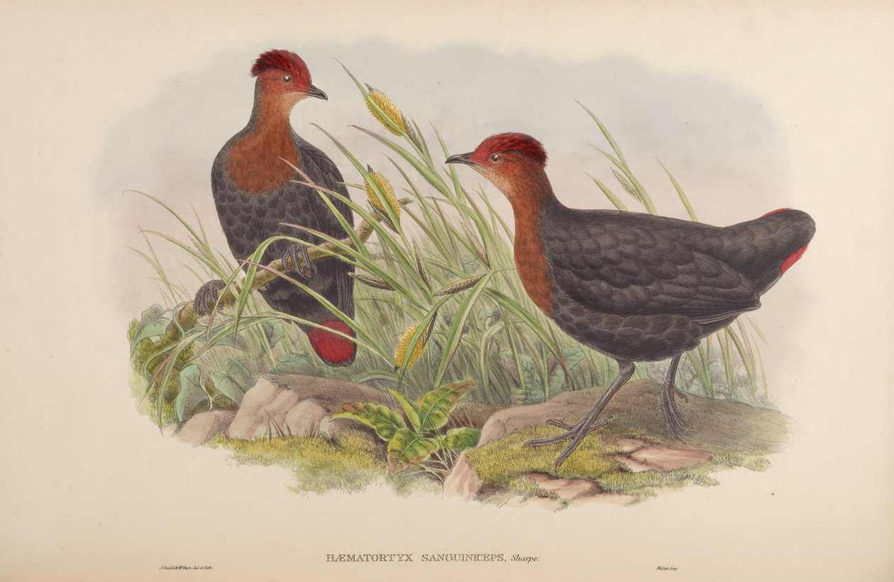 Hematortyx sanguiniceps tekijältä John Gould