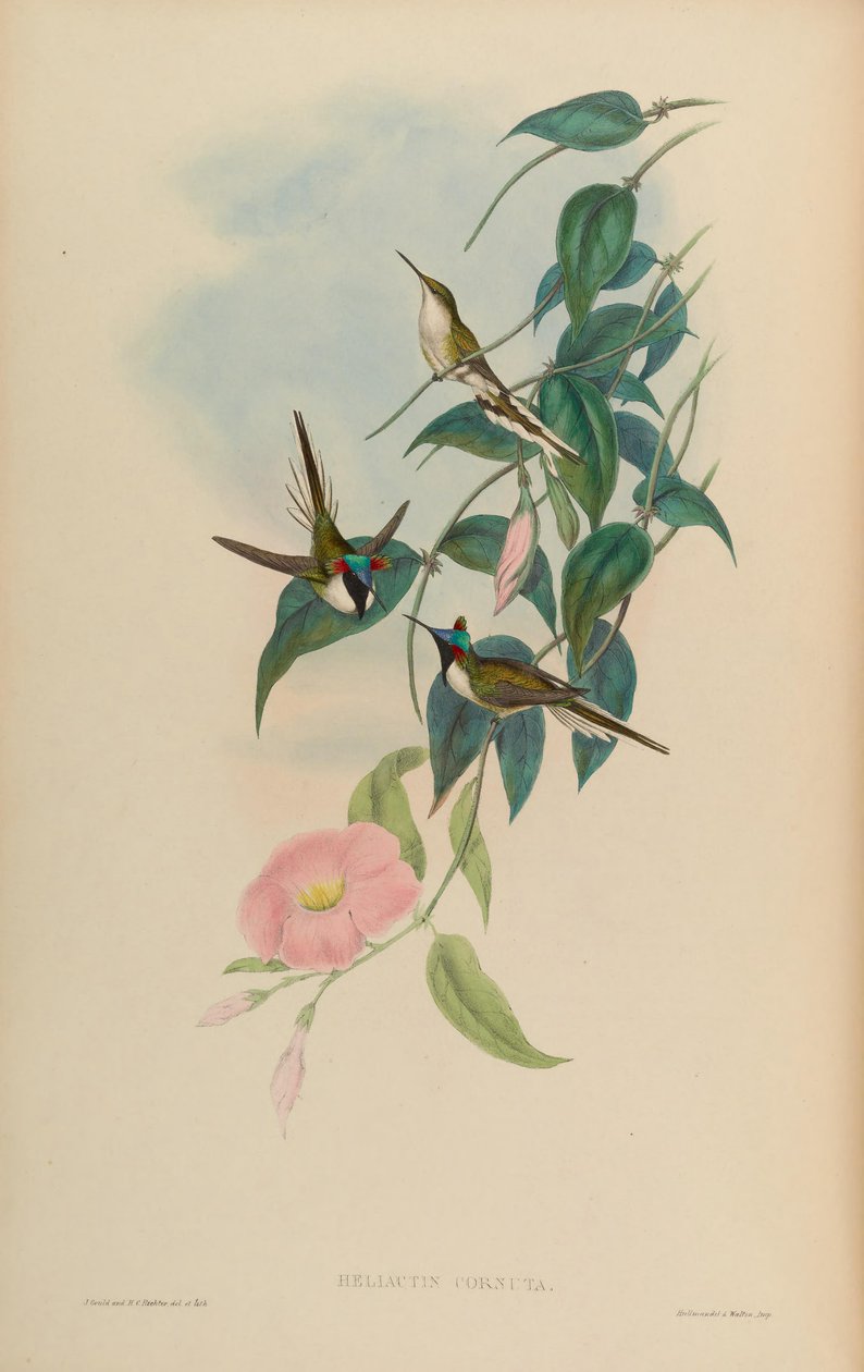 Heliactin cornuta = Heliactin bilophus tekijältä John Gould