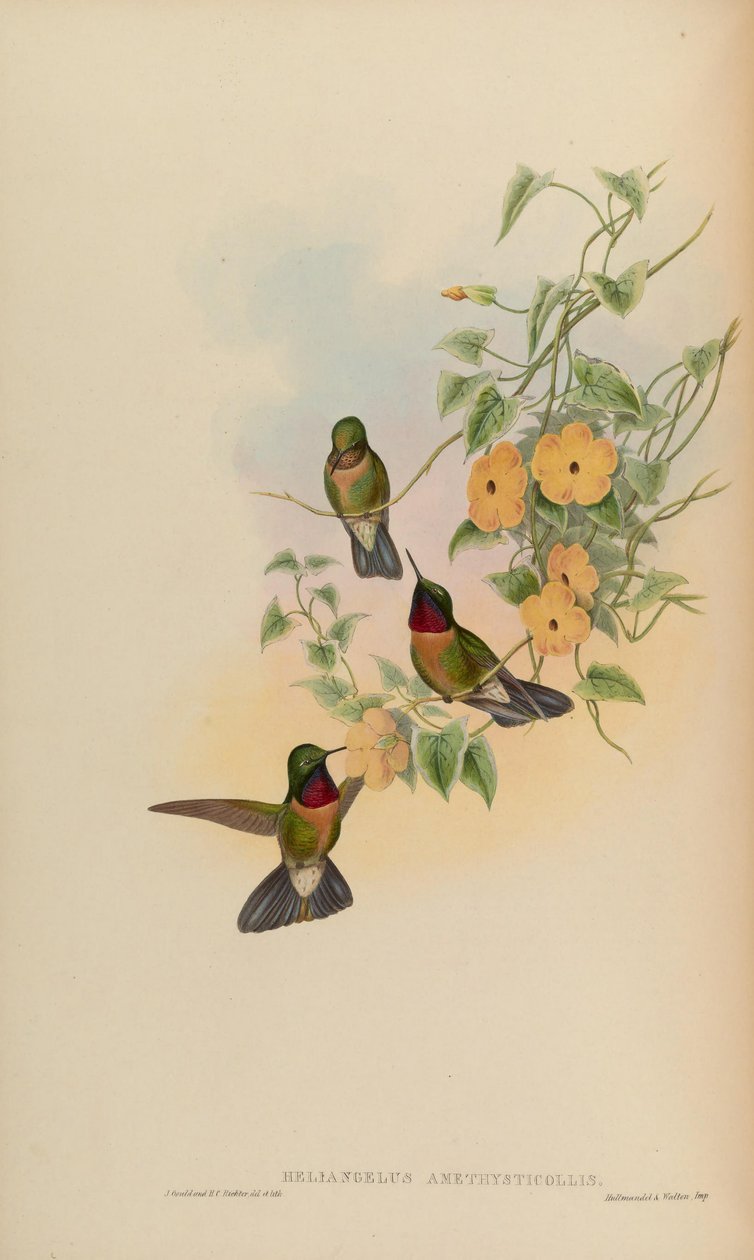 Heliangelus amethysticollis tekijältä John Gould