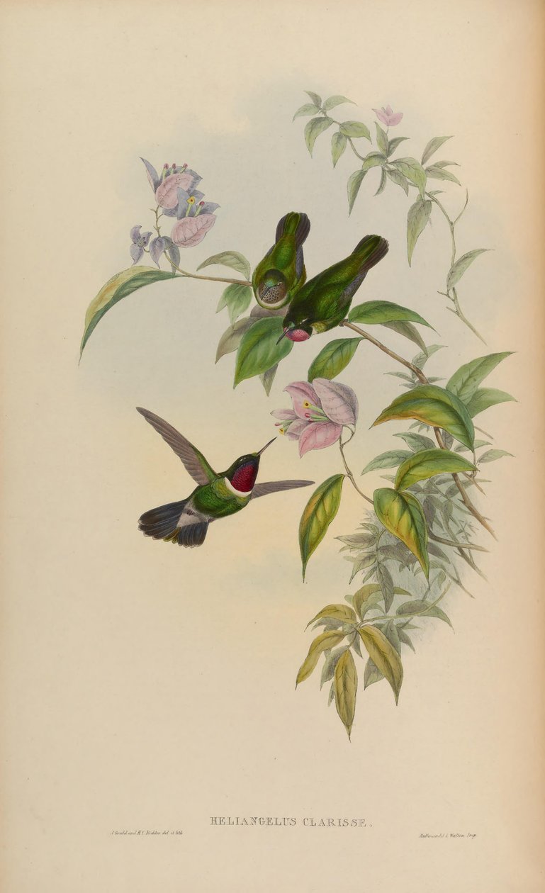 Heliangelus clarissae = Heliangelus amethysticollis clarisse. tekijältä John Gould