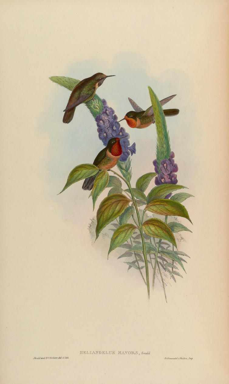 Heliangelus mavors tekijältä John Gould
