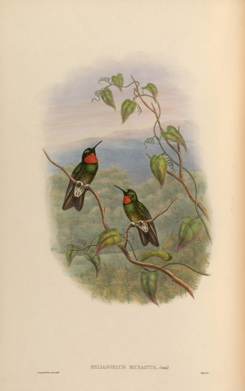 Heliangelus micrastur = Heliangelus micraster tekijältä John Gould
