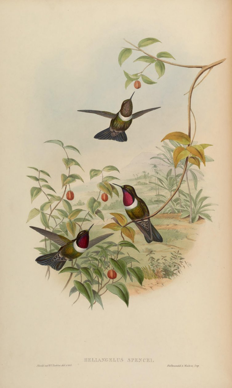 Heliangelus spencei = Heliangelus amethysticollis spencei tekijältä John Gould