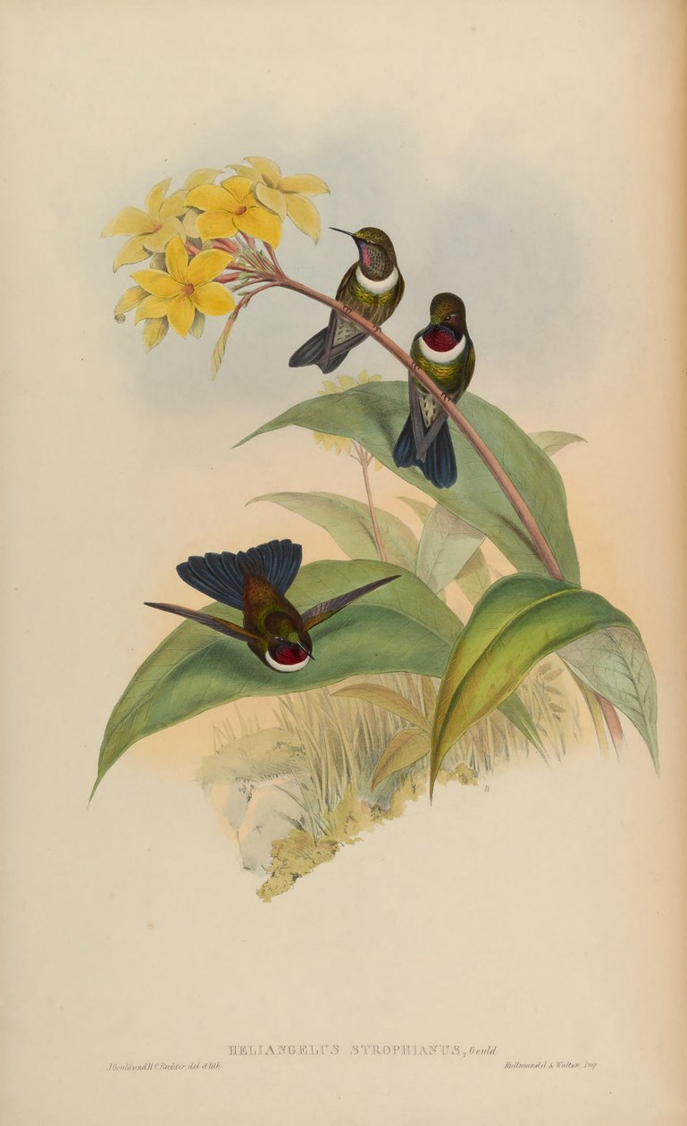 Heliangelus strophianus tekijältä John Gould