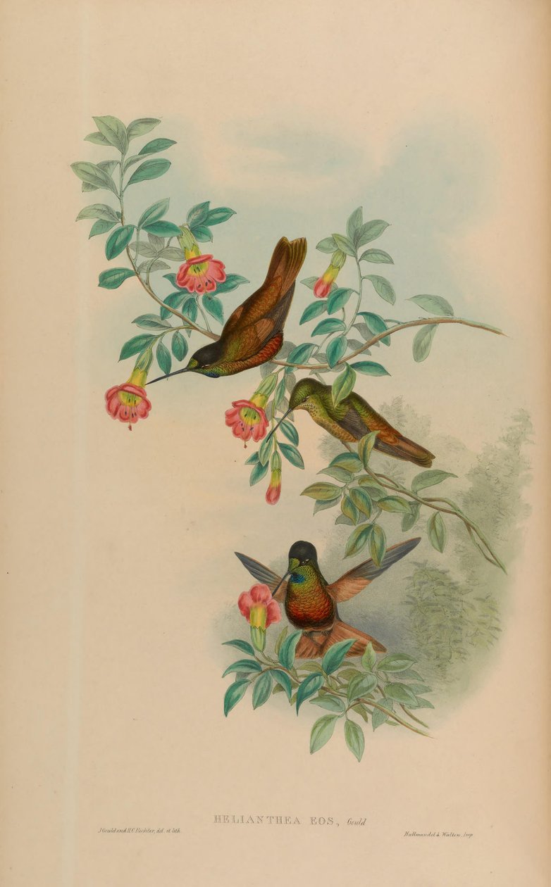 Helianthea eos = Coeligena bonapartei eos (; KOK 3.2) tekijältä John Gould