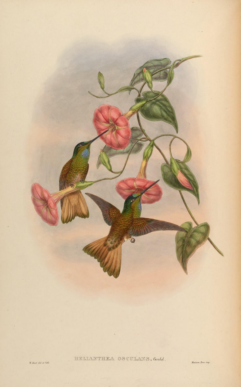 Helianthea osculans = Coeligena violifer osculans tekijältä John Gould
