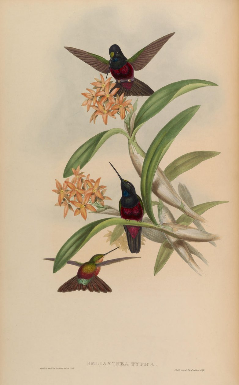 Helianthea typica = Coeligena helianthea tekijältä John Gould