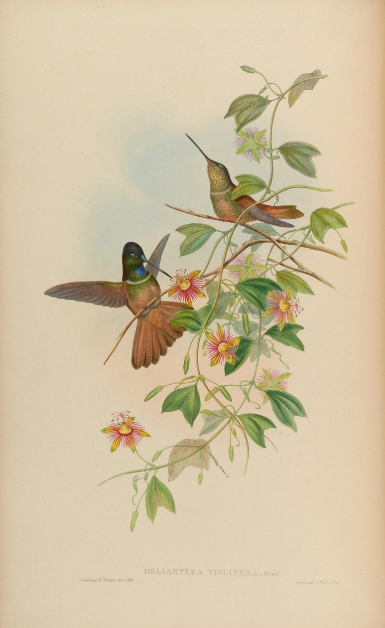 Helianthea violifera = Coeligena violifer tekijältä John Gould