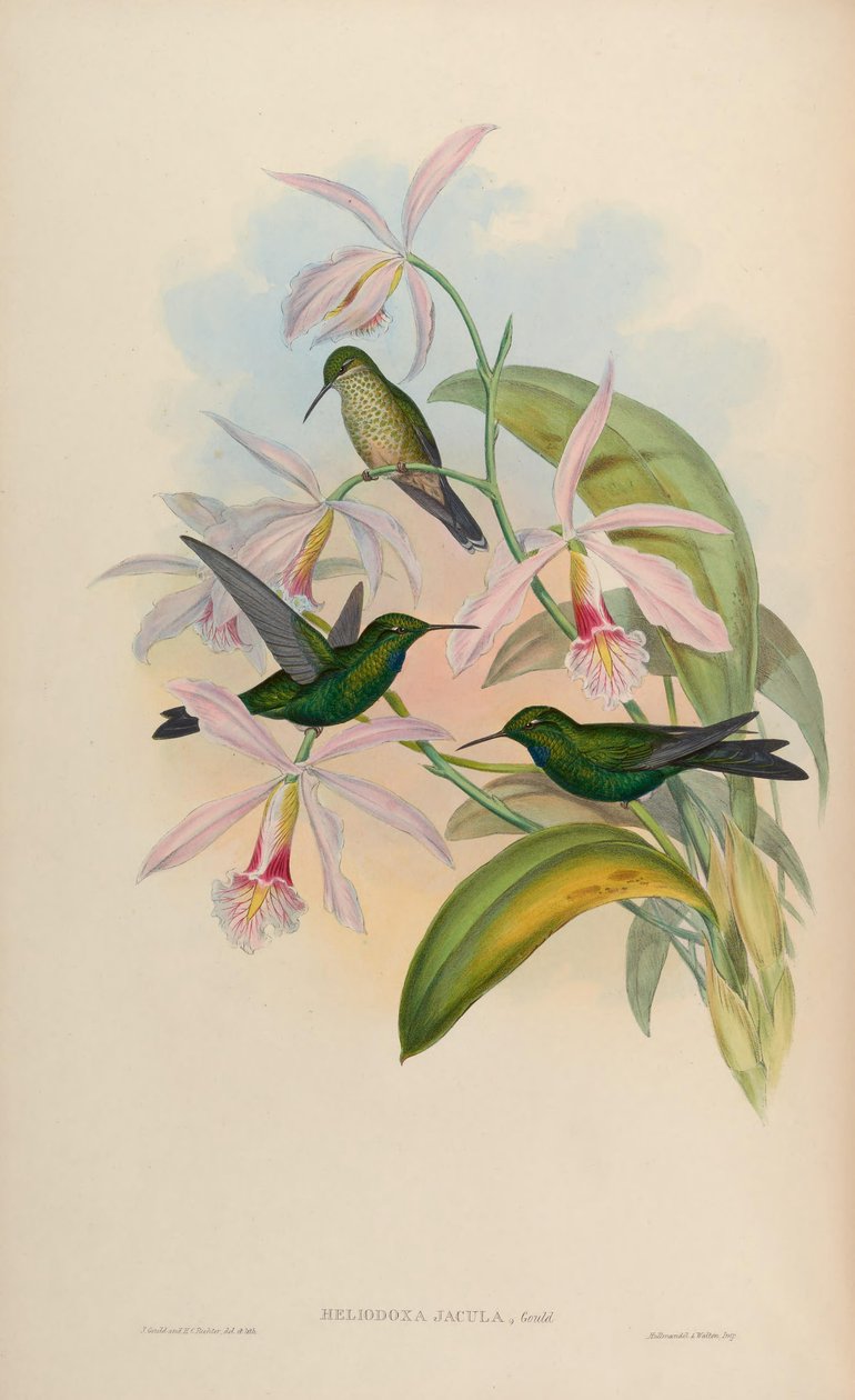 Heliodoxa jacula tekijältä John Gould