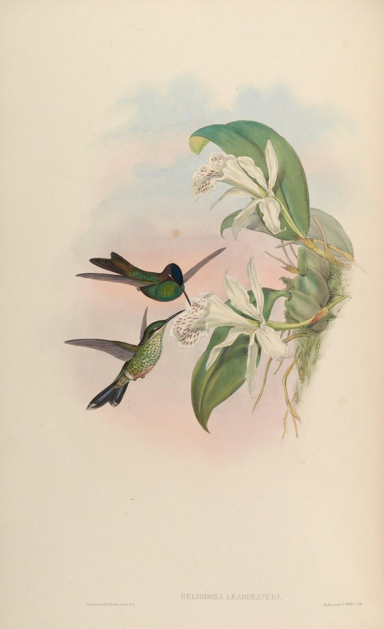 Heliodoxa leadbeateri tekijältä John Gould
