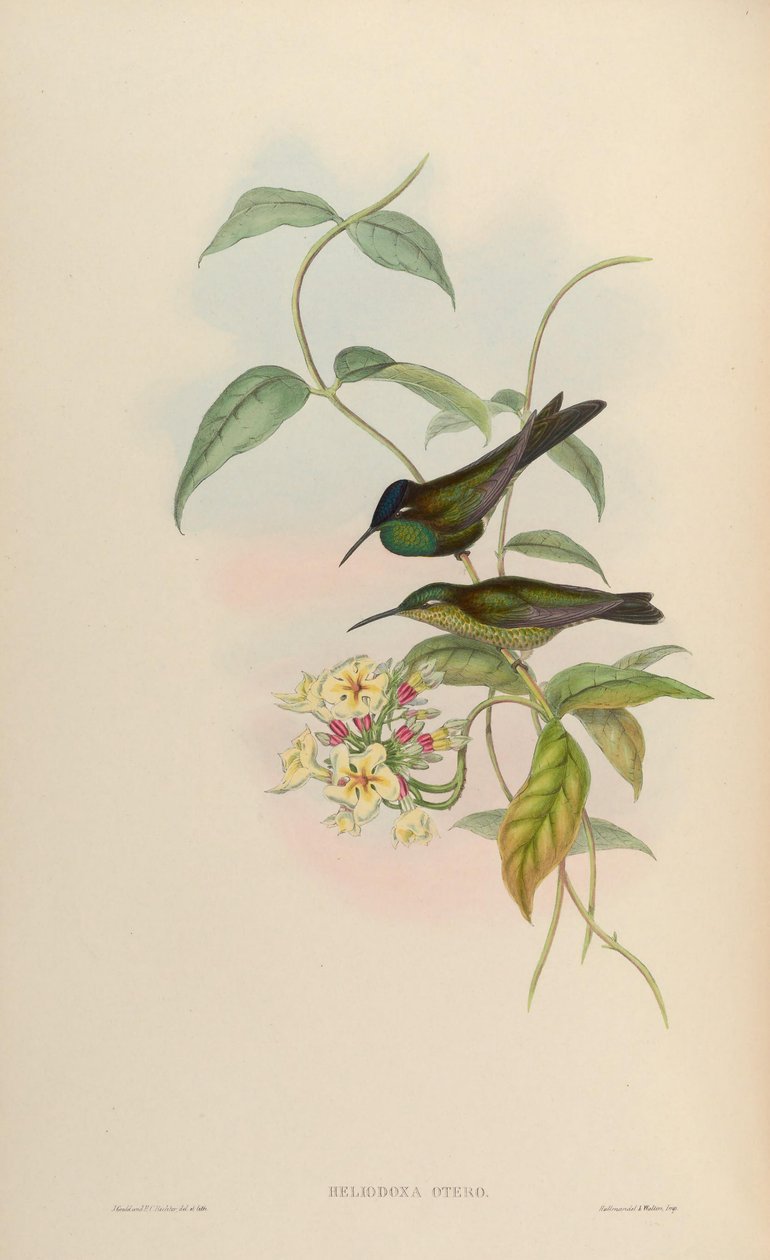 Heliodoxa otero = Heliodoxa leadbeateri tekijältä John Gould