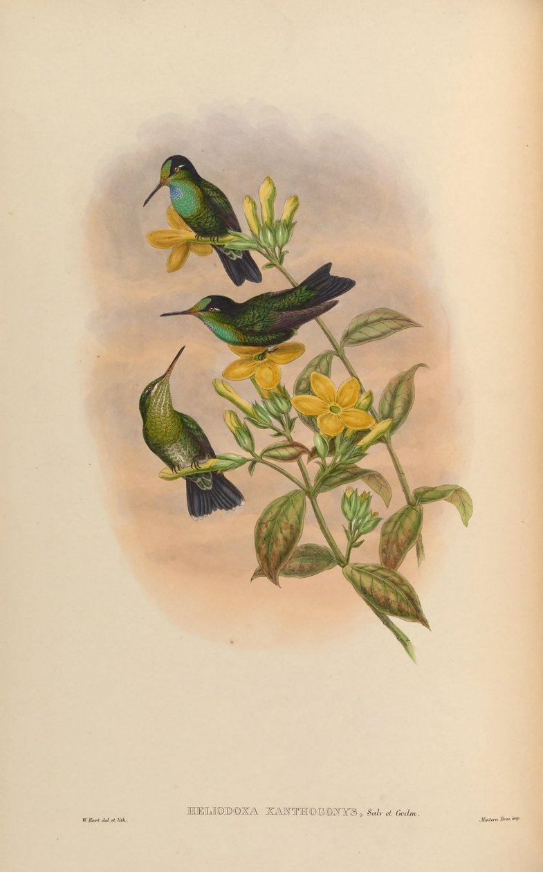 Heliodoxa xanthogonys tekijältä John Gould