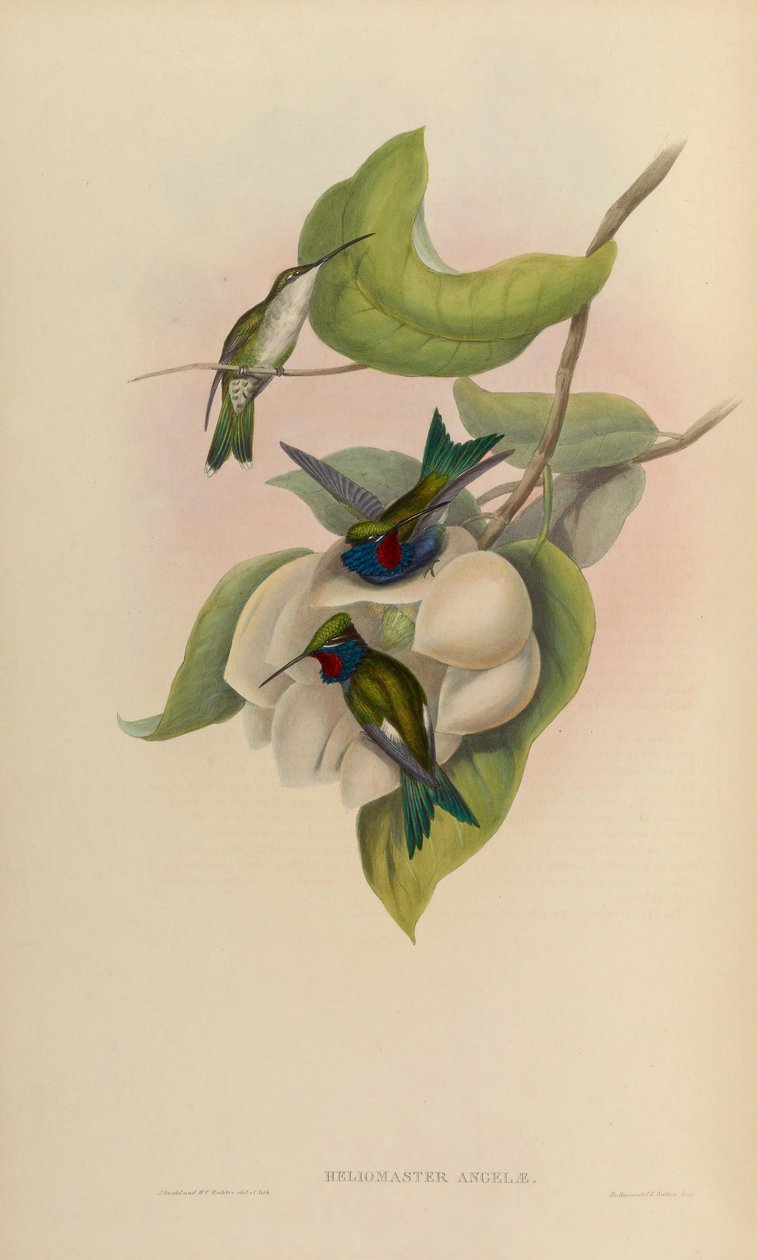 Heliomaster angelae = Heliomaster furcifer tekijältä John Gould